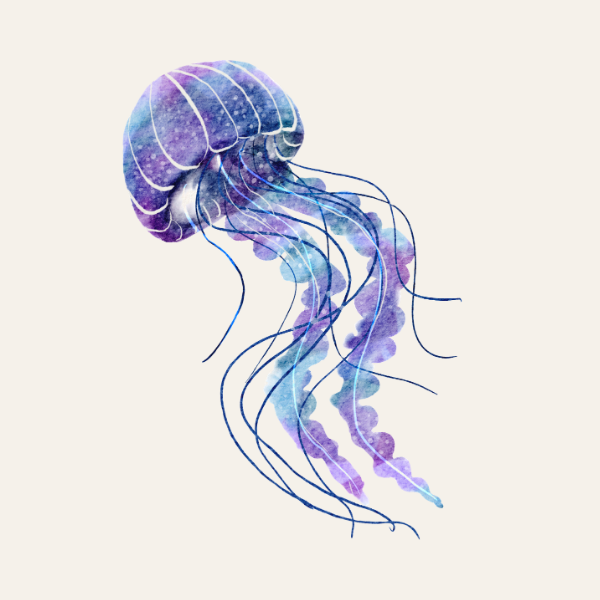 Flash design — JELLYFISH