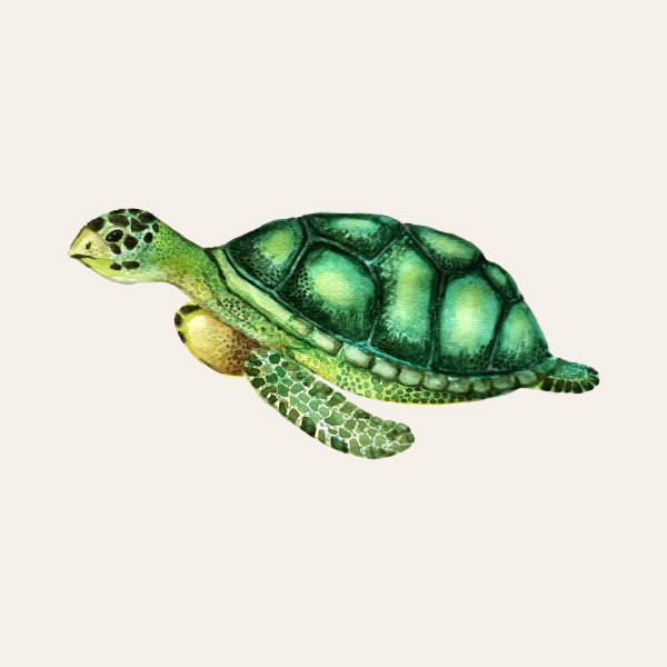 Flash design — TURTLE